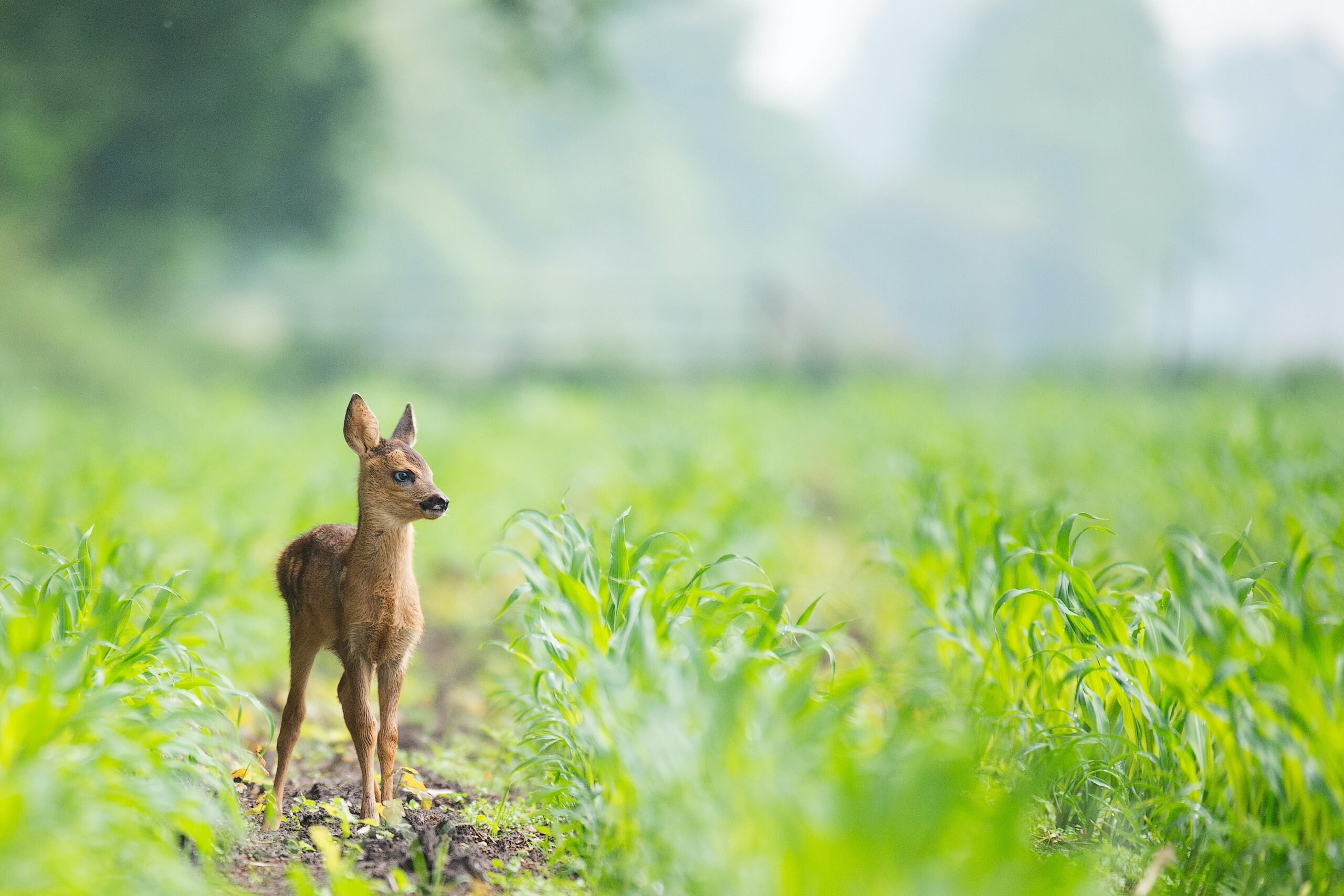 Can Camouflage Outdoor Gear Be Used For Wildlife Observation?