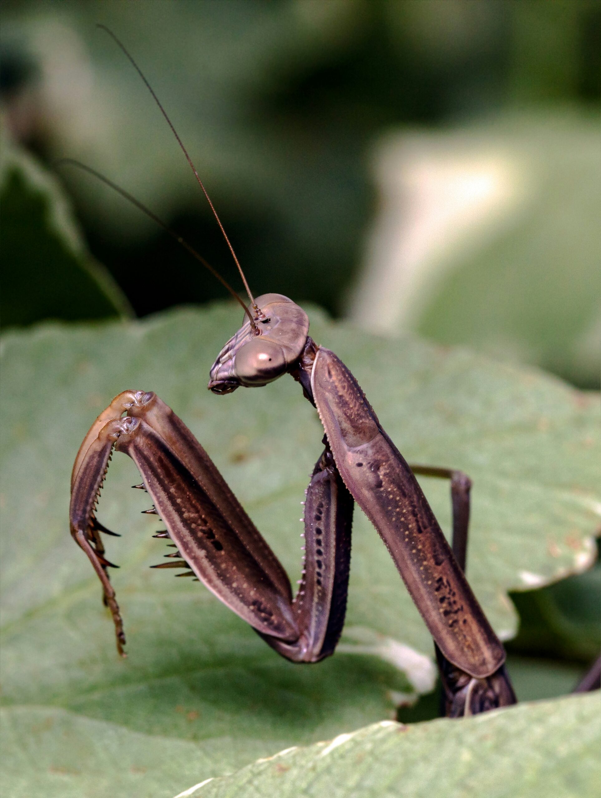 Does Camouflage Outdoor Gear Provide Any Protection Against Insects?