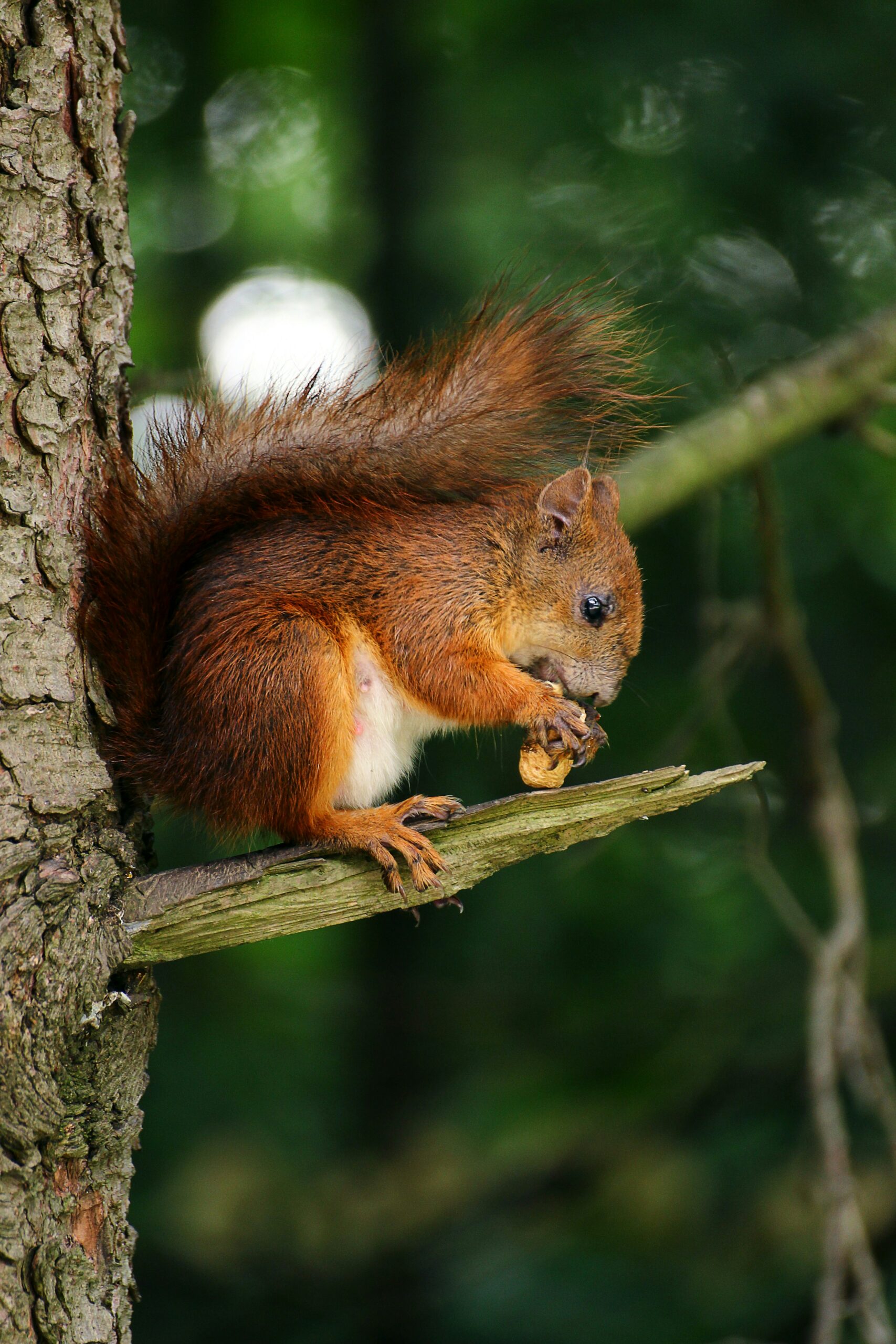 Can Camouflage Outdoor Gear Affect The Behavior Of Animals?