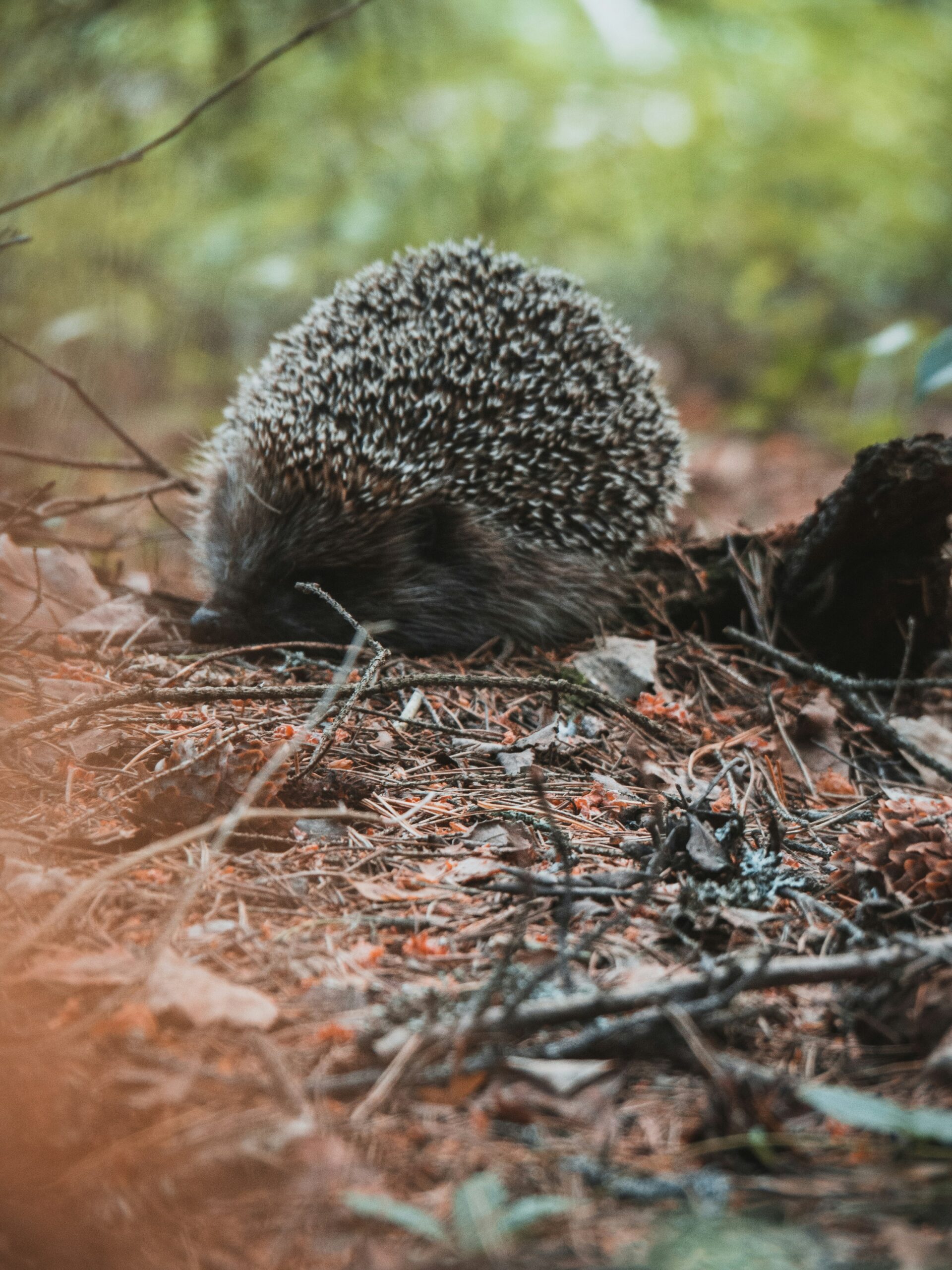 What Are The Best Camouflage Patterns For Forested Areas?
