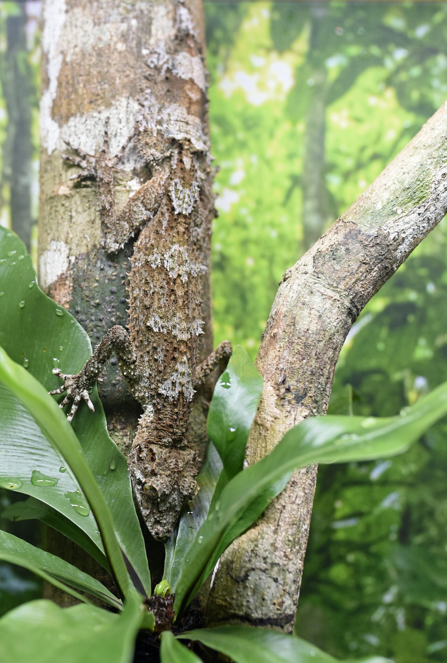 Are There Any Specific Camouflage Gear For Stealth Camping Or Bushcraft?