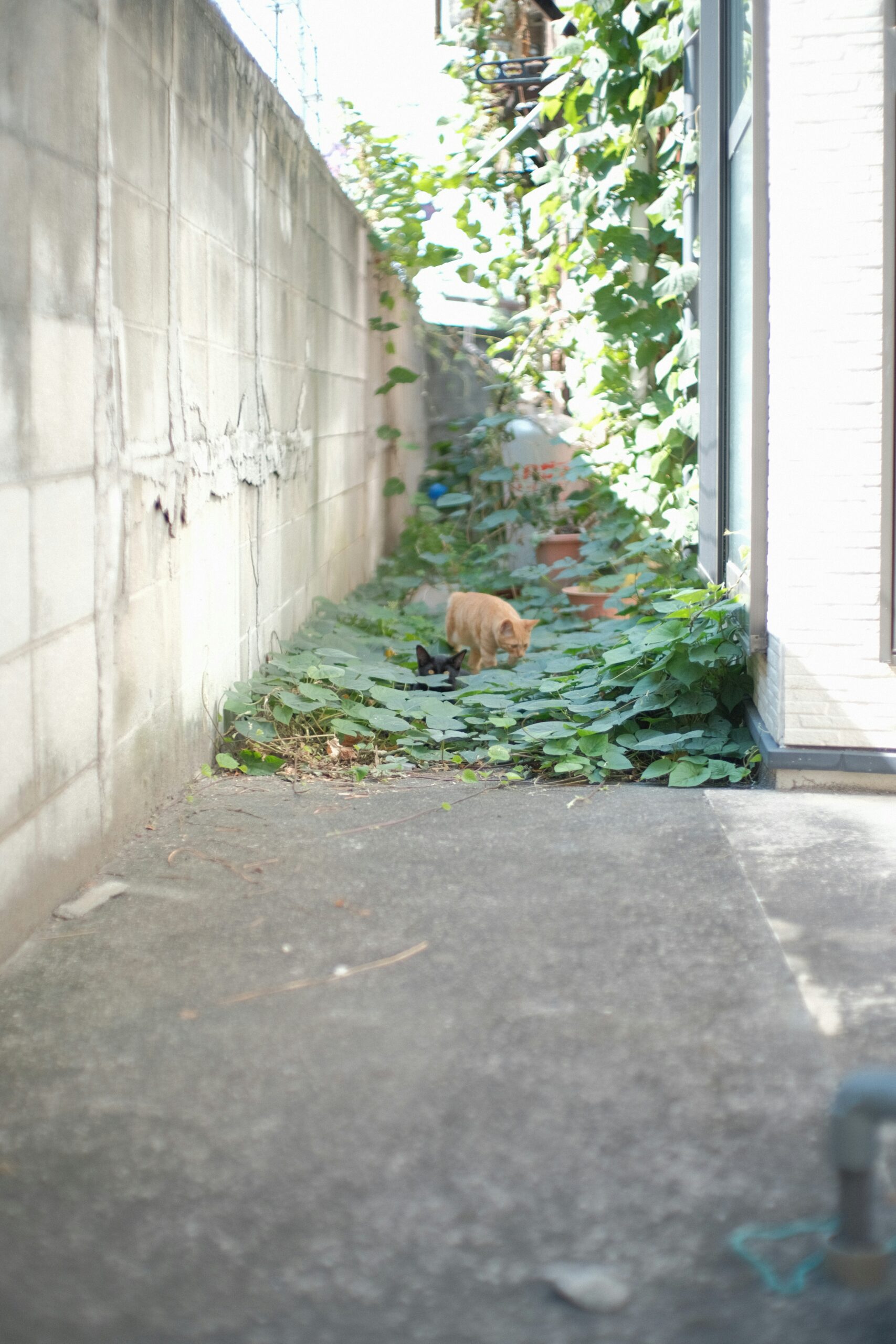 Can Camouflage Survival Gear Be Used In Urban Environments?