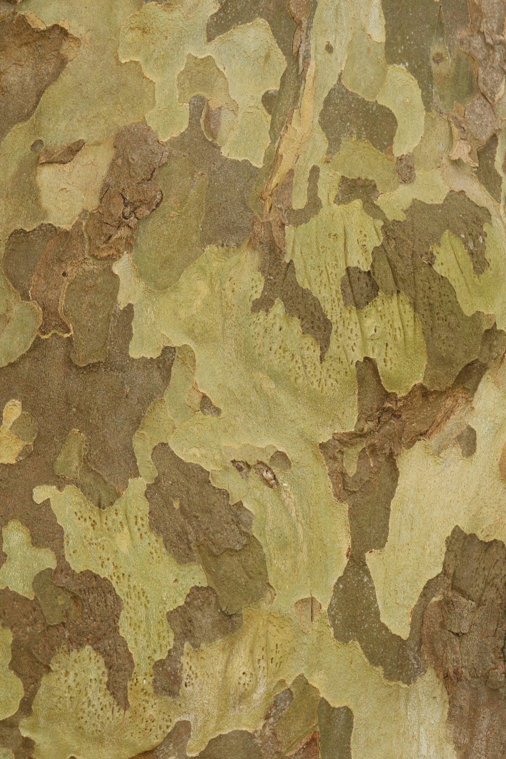 Is Camouflage Survival Gear Only For Hunters?