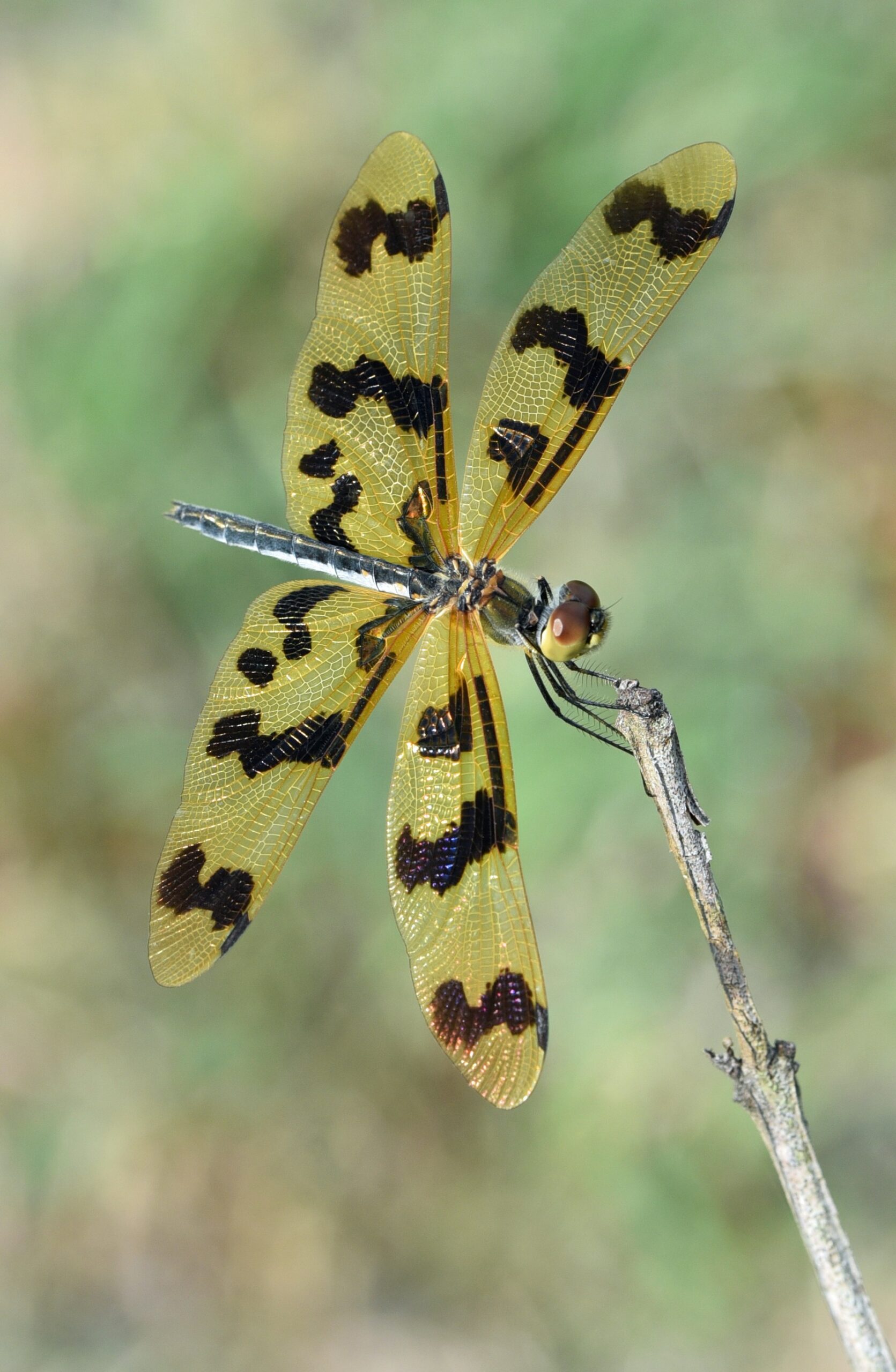 What Are The Different Patterns Available In Camouflage Survival Gear?
