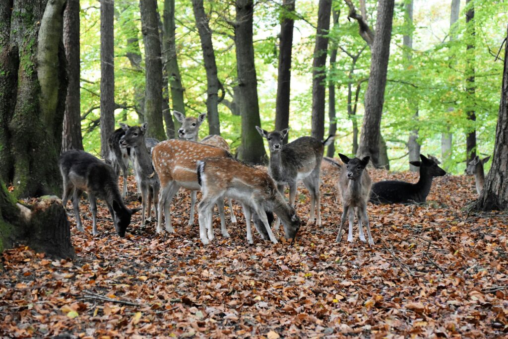 What Are The Best Camouflage Patterns For Forested Areas?
